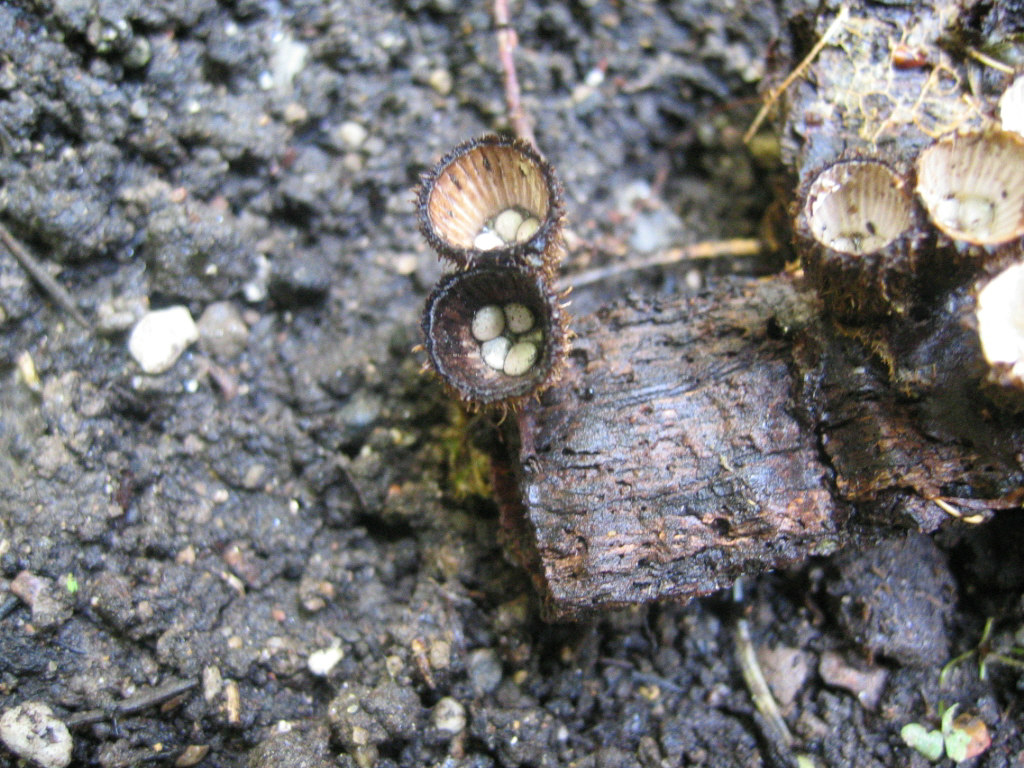 Cyathus striatus